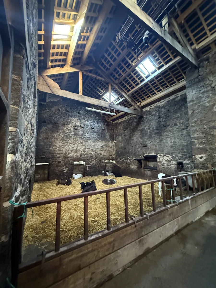 Barn interior back in use for livestock under the new roof and rooflights